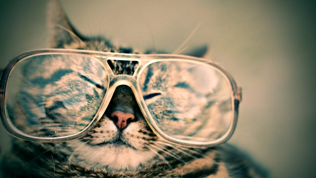 Image of cat wearing glasses